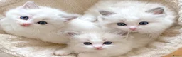 Ragdoll cats for sale: READY NOW ***** INDOOR PEDIGREE RAGDOLL KITTENS - Advert 23