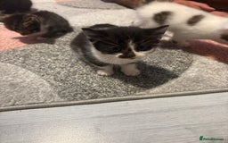 Mixed Breed cats for sale: 5 gorgeous kittens for sale  - Image 13
