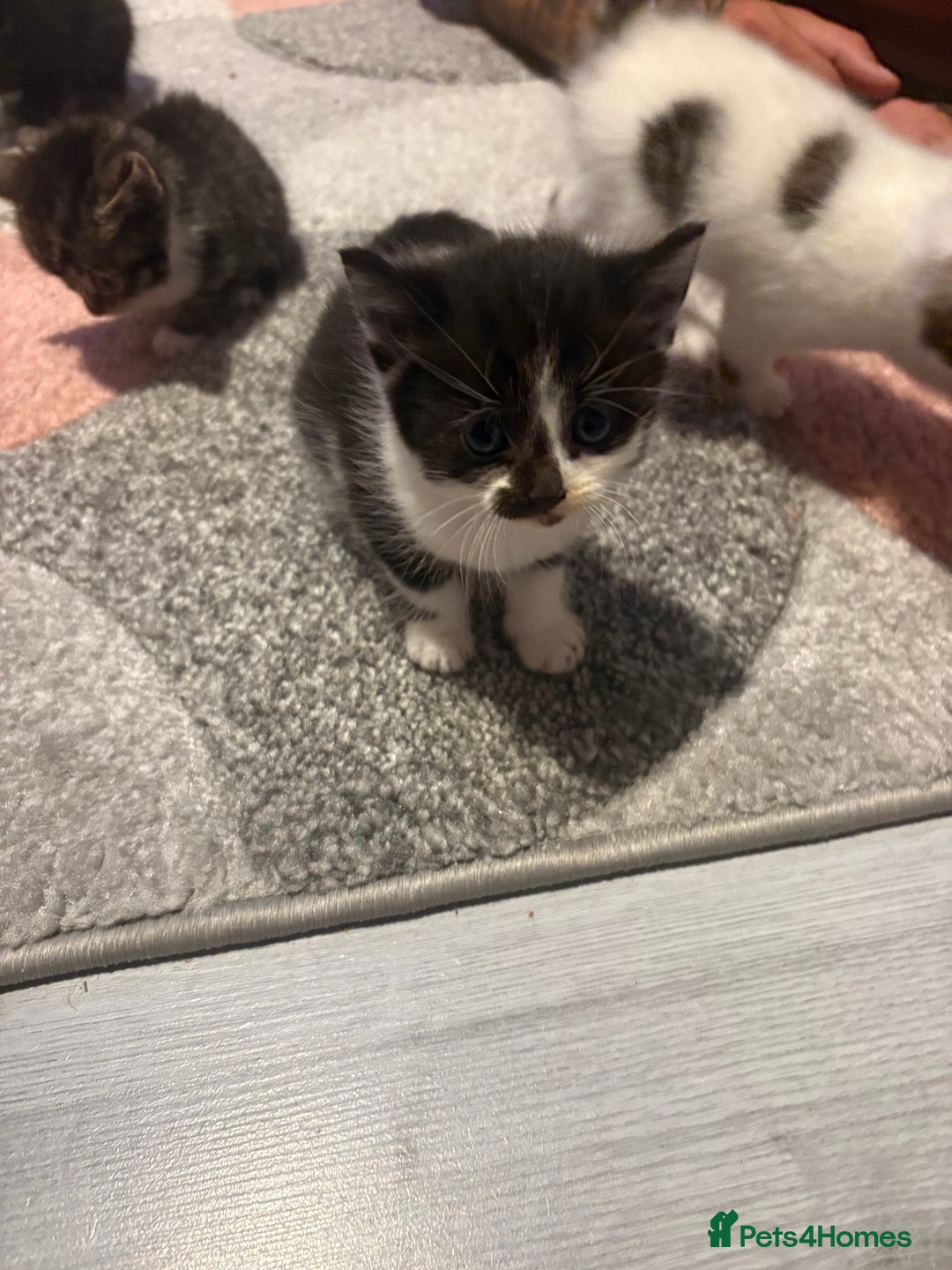Mixed Breed cats for sale: 5 gorgeous kittens for sale  - Image 13