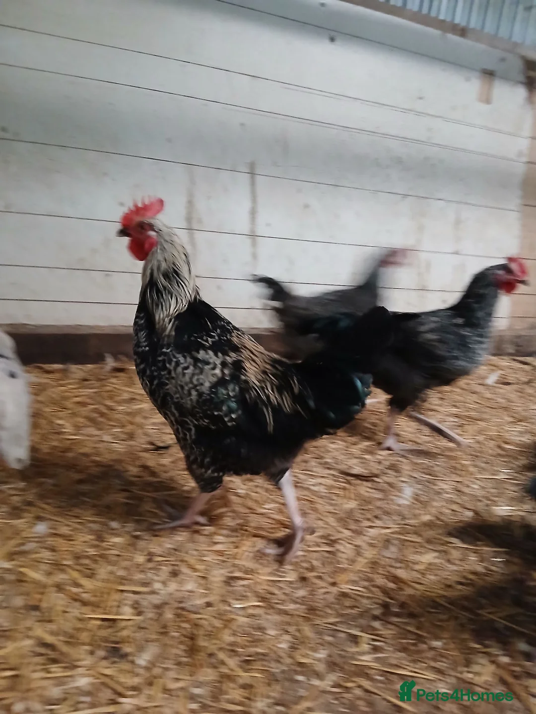 Chickens poultry for sale: Black Marren X Hens & Cockerals  - Advert 2