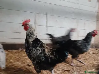 Chickens poultry Black Marren X Hens & Cockerals - Advert 2