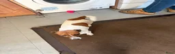 Jack Russell dogs for sale: Two jack russell puppies for sale  in Cirencester - Advert 6