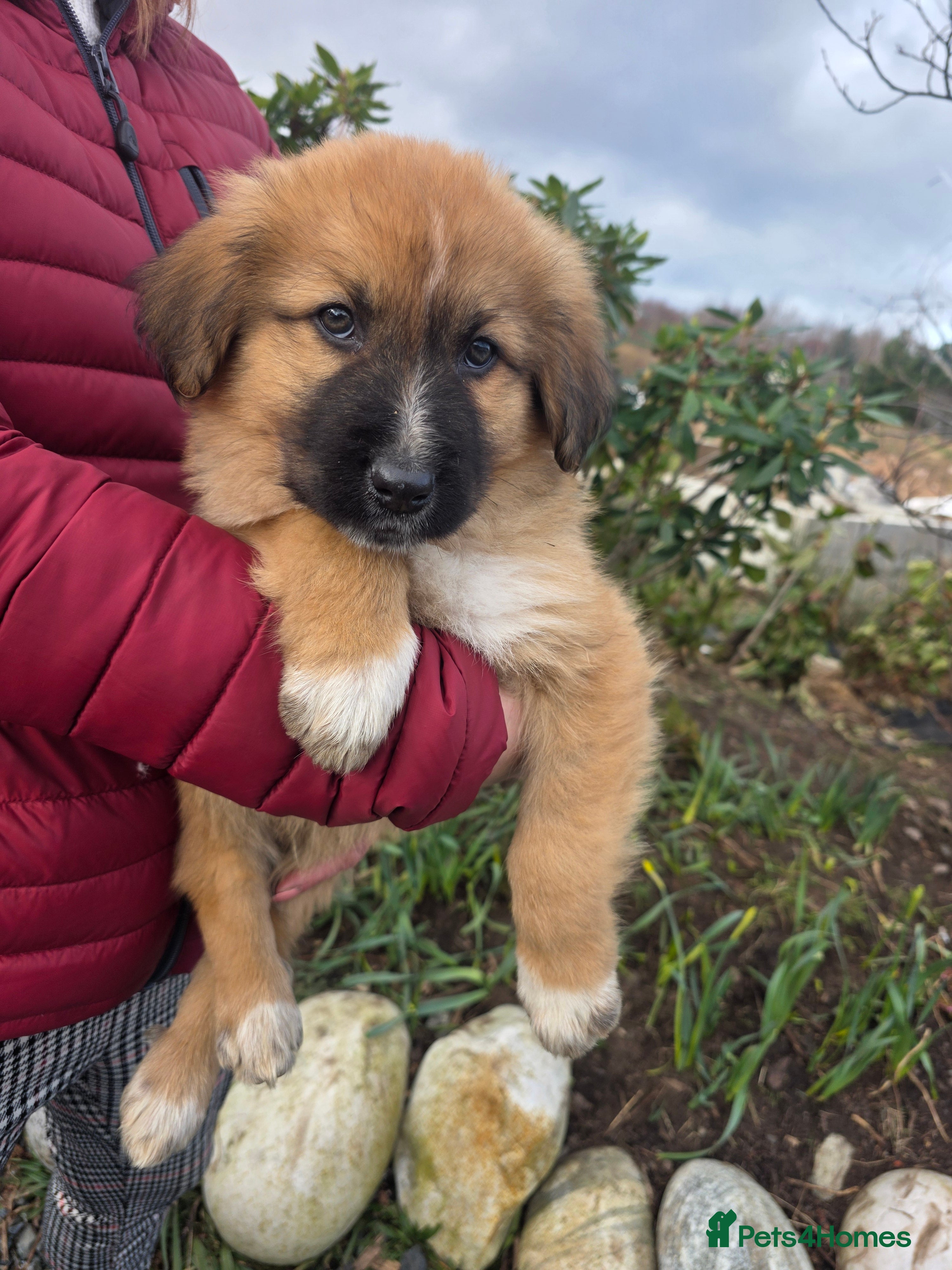 Mixed Breed dogs Highland Shepherd Puppies!!! - Advert 1