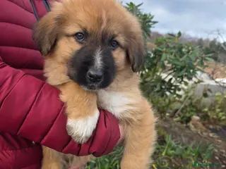 Mixed Breed dogs Highland Shepherd Puppies!!! - Advert 1