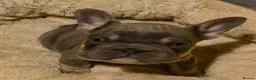 French Bulldog dogs for sale: French bulldog puppies ready for forever homes  - Advert 8