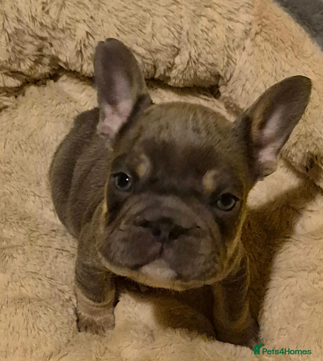 French Bulldog dogs for sale: French bulldog puppies ready for forever homes  - Advert 8