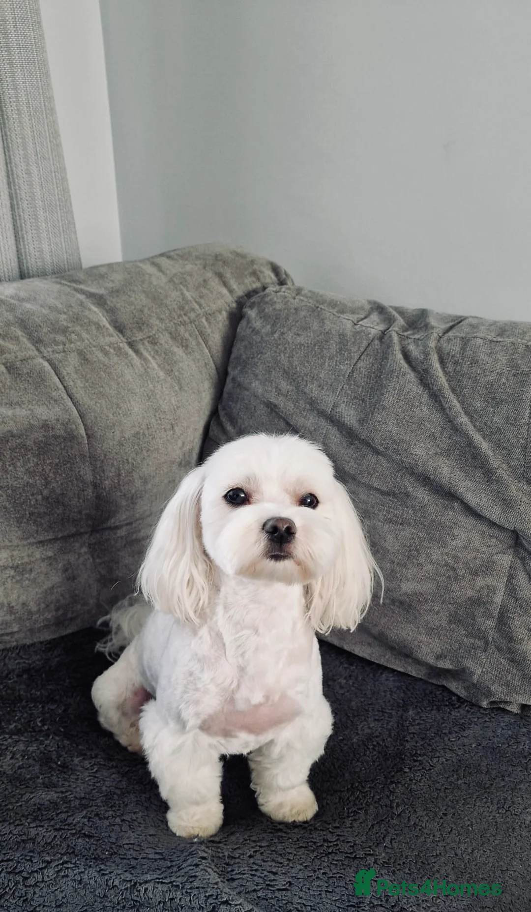 Maltese dogs for stud: 🐶KC registered-Experienced Maltese dog for stud🐶 in Grays - Advert 3