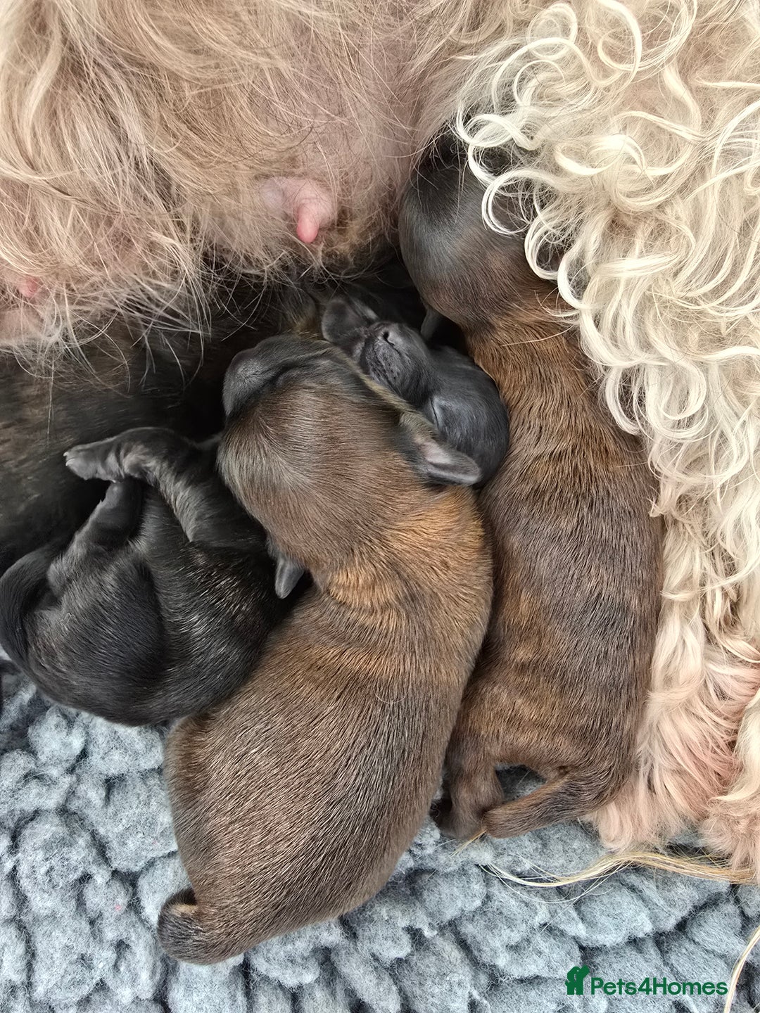 Havanese dogs for sale: Pedigree Havanese pups - Advert 4