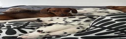 Dalmatian dogs for stud: KC registered Dalmatian stud - Introductory fee - Advert 3