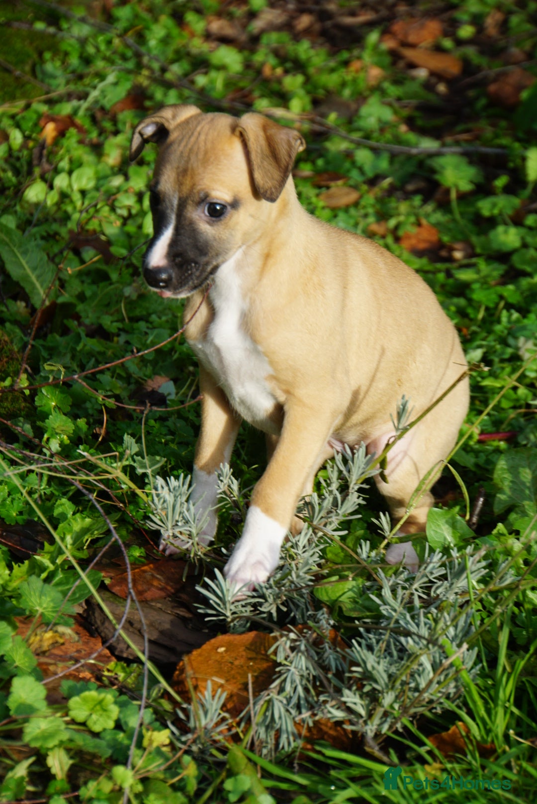 Whippet dogs for sale: Quality show/ Lure coursing girl - Advert 3