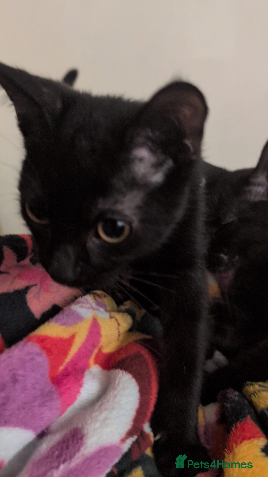 British Shorthair cats for sale: Male and Female Kittens needing forever home  - Image 4