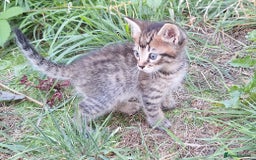 Mixed Breed cats for sale: Half Bengal kittens  - Image 18