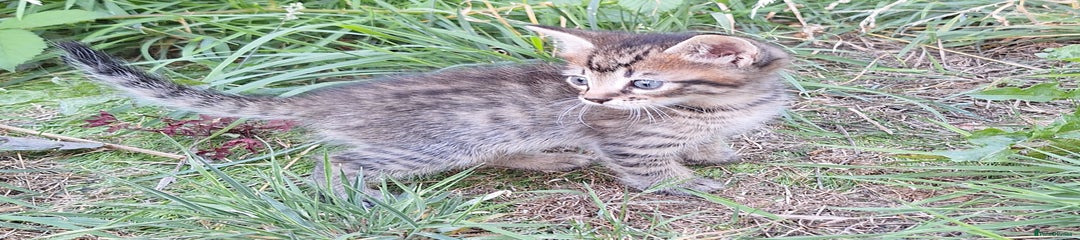 Mixed Breed Kitten 5