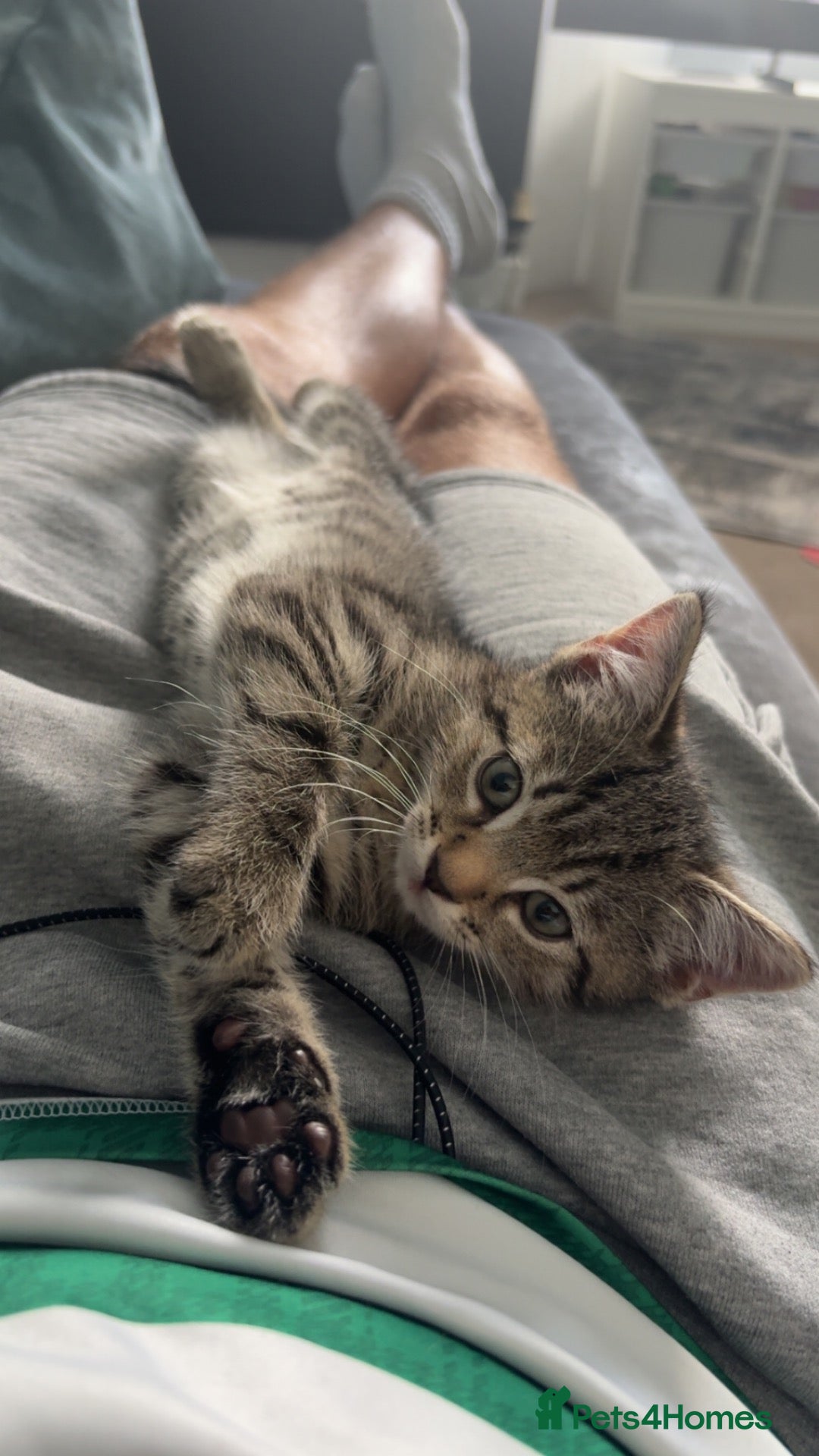 Mixed Breed cats 1 male kitten for sale.  - Advert 2