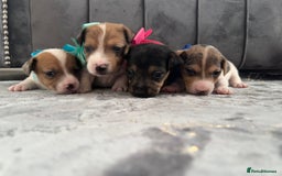 Jack Russell dogs for sale: Beautiful Jack russell puppies for sale  - Image 1