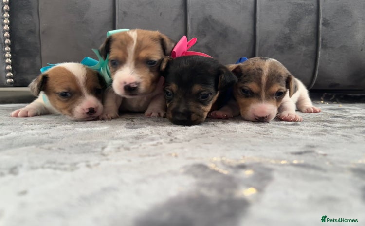 Jack Russell dogs - Advert 3