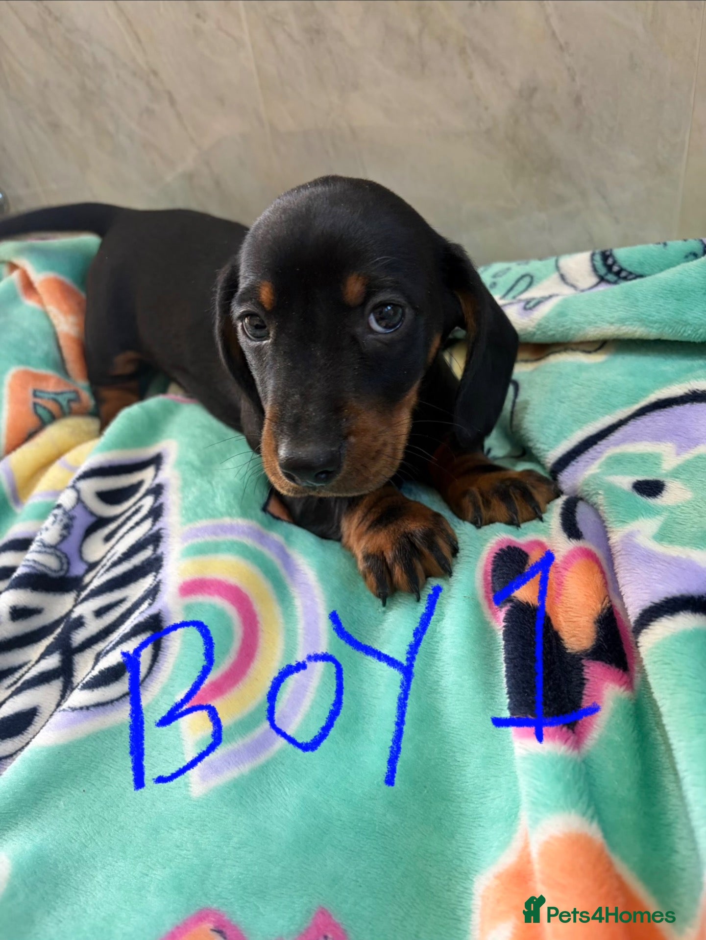 Dachshund dogs Dachshund puppies ready to go! - Advert 1