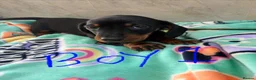 Dachshund dogs for sale: Dachshund puppies ready to go! in Scunthorpe - Advert 1