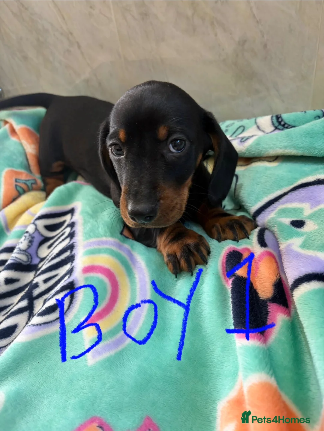 Dachshund dogs for sale: Dachshund puppies ready to go! in Scunthorpe - Advert 1