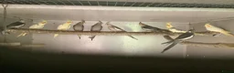 Cockatiels birds for sale: 2026 Young cockatiels  - Advert 25