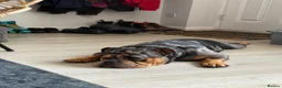 American Bully dogs for sale: 5 year old pocket bully - Advert 4