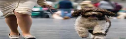 Spanish Water Dog dogs for sale: Spanish water dog  - Advert 16