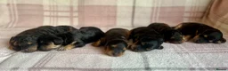 Cockapoo dogs for sale: Stunning F1B Phantom/Sable Cockapoos - Advert 2