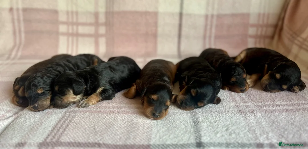 Cockapoo dogs for sale: Stunning F1B Phantom/Sable Cockapoos - Advert 2