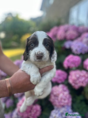 English Springer Spaniel dogs - Advert 15