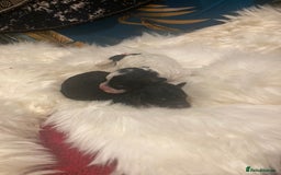 Cavapoo dogs for sale: The wait is over Petite Toy Cavapoo puppies  - Image 4