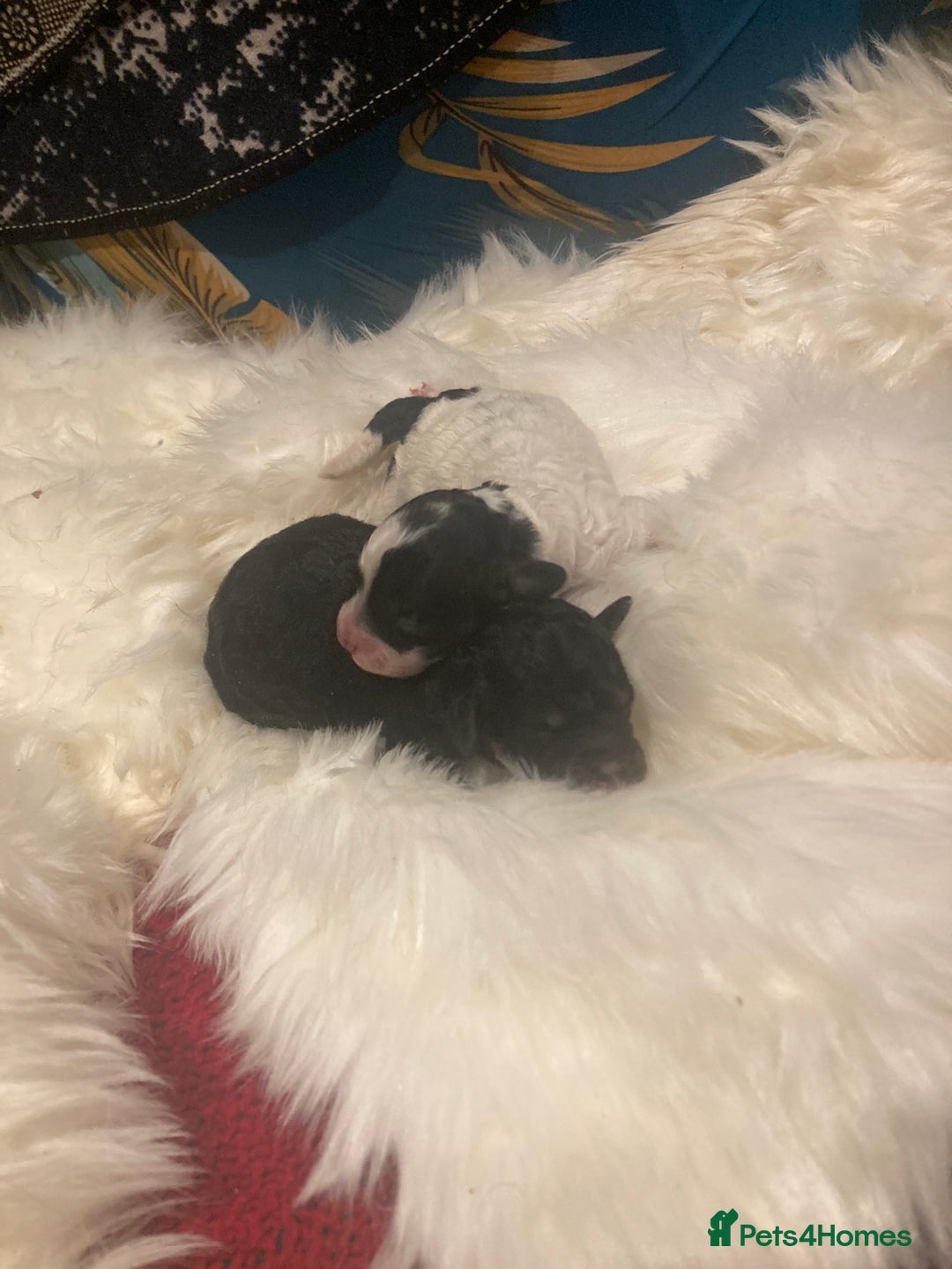 Cavapoo dogs for sale: The wait is over Petite Toy Cavapoo puppies  - Image 4