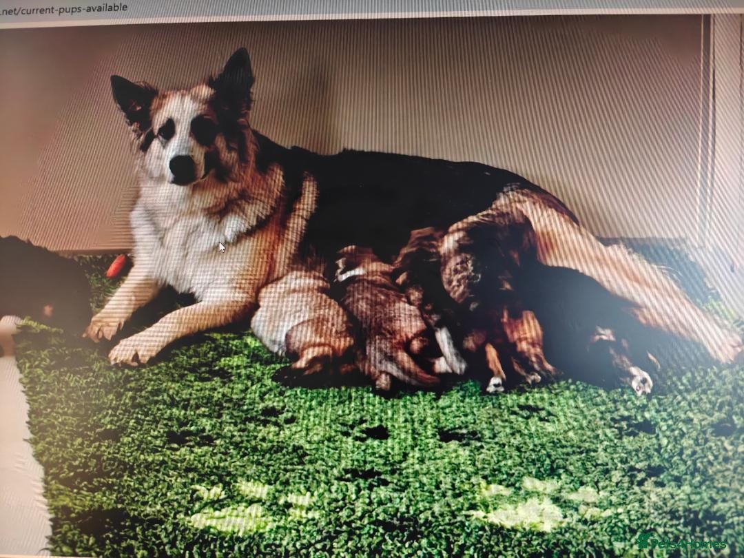 German Shepherd dogs for sale: Long coated litter of GVW GSD pups - Image 11