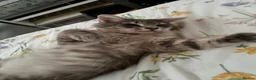 Norwegian Forest Cat cats for sale: Beautiful Norwegian forest cat  - Advert 1