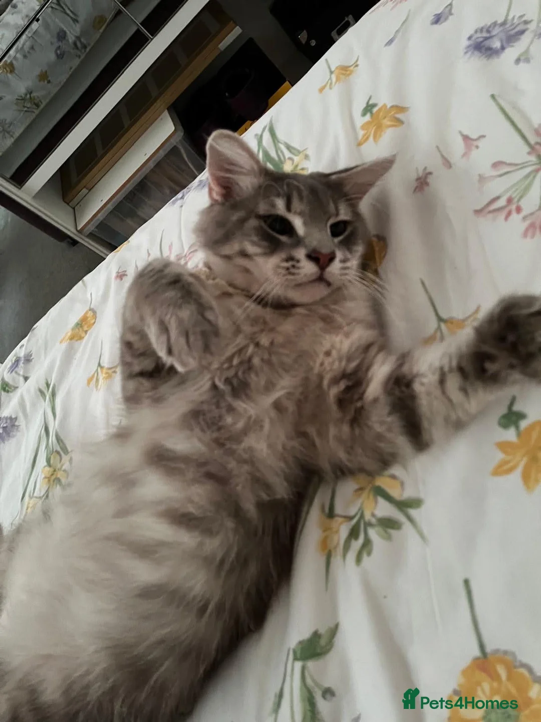 Norwegian Forest Cat cats for sale: Beautiful Norwegian forest cat  - Advert 1