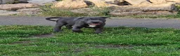 Staffordshire Bull Terrier dogs for sale: Pure blue staffy puppies ready to leave  - Advert 3