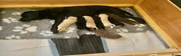 Labrador Retriever dogs for sale: Beautiful litter of Labrador Retriever puppies in Gloucester - Advert 9
