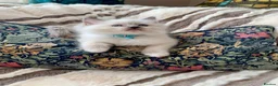 Ragdoll cats for sale: Gccf Anne Baker lines champion Ragdoll kittens  - Advert 10