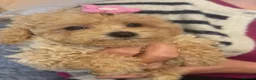 Poochon dogs for sale: Health Tested Fully Vaccinated Poochon Puppies  - Advert 12