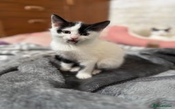 Domestic Shorthair cats for sale: Adorable Kittens Looking for a Loving Home, 🏡 - Image 5
