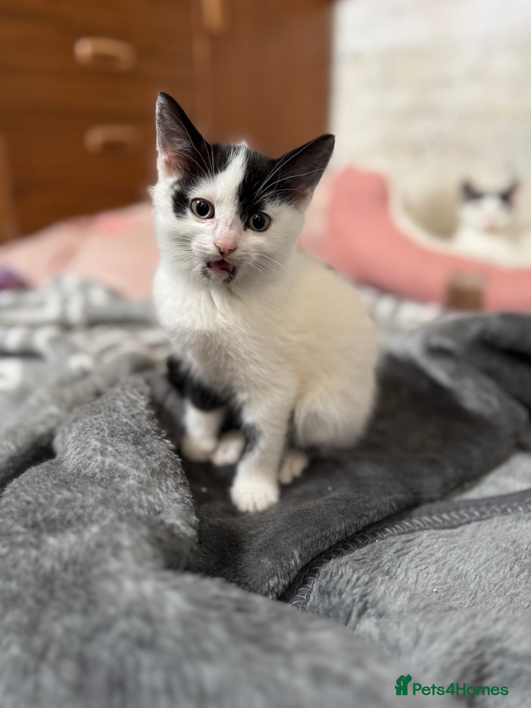 Domestic Shorthair cats for sale: Adorable Kittens Looking for a Loving Home, 🏡 - Image 5