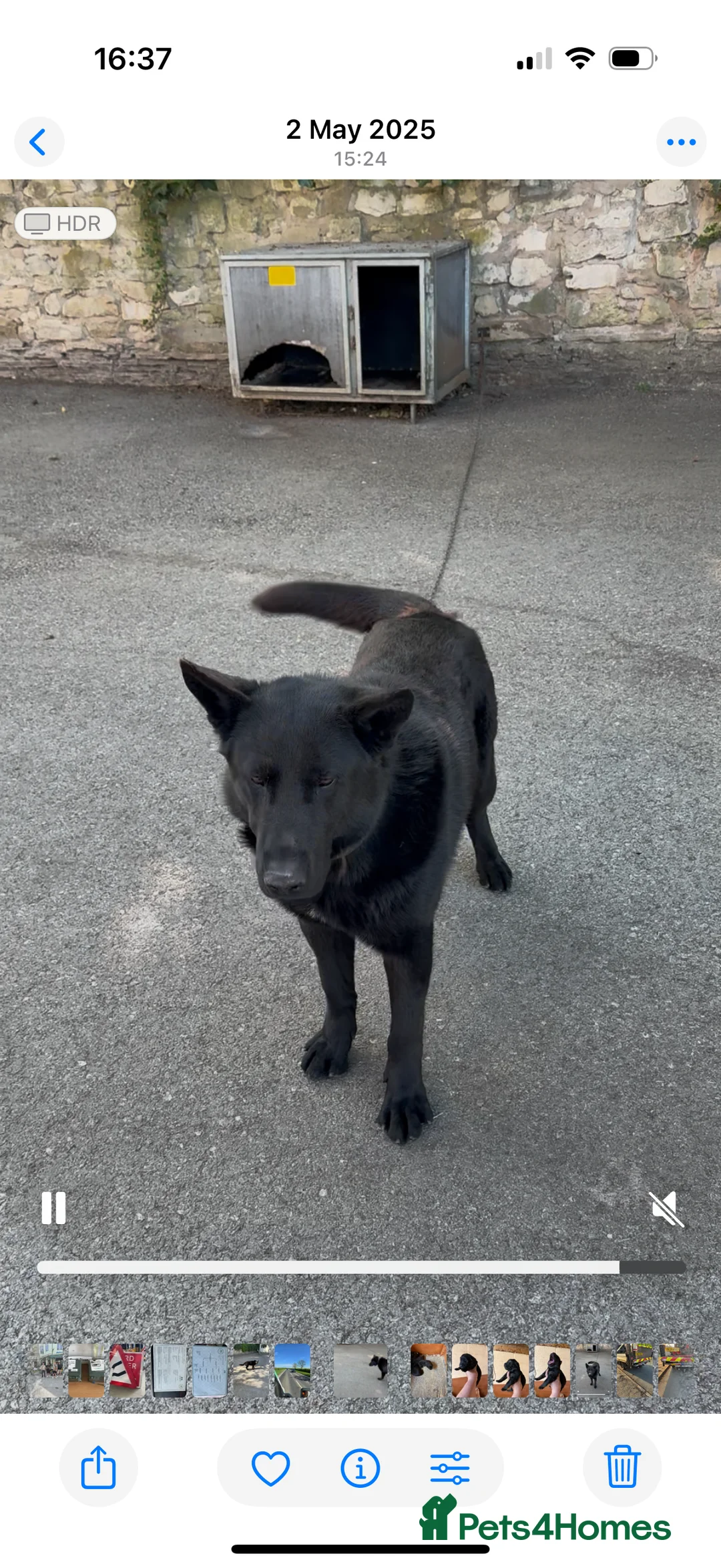 German Shepherd dogs for sale: German shepard pups  - Advert 8