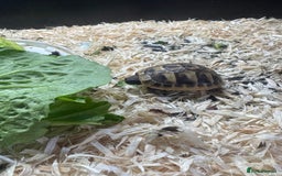 Hermann Tortoise reptiles for sale: Hermann tortoise - Image 3