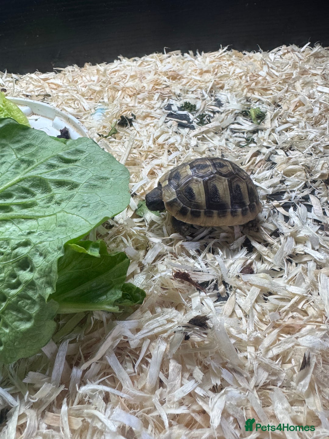 Hermann Tortoise reptiles for sale: Hermann tortoise - Image 3
