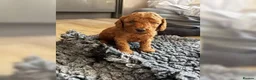 Miniature Poodle dogs for sale: Miniature Poodle puppies from a family home - Advert 4