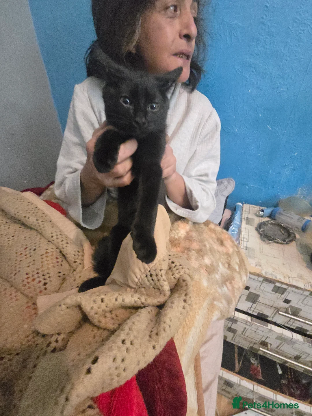 Mixed Breed cats for sale: Kittens for sale  - Advert 8