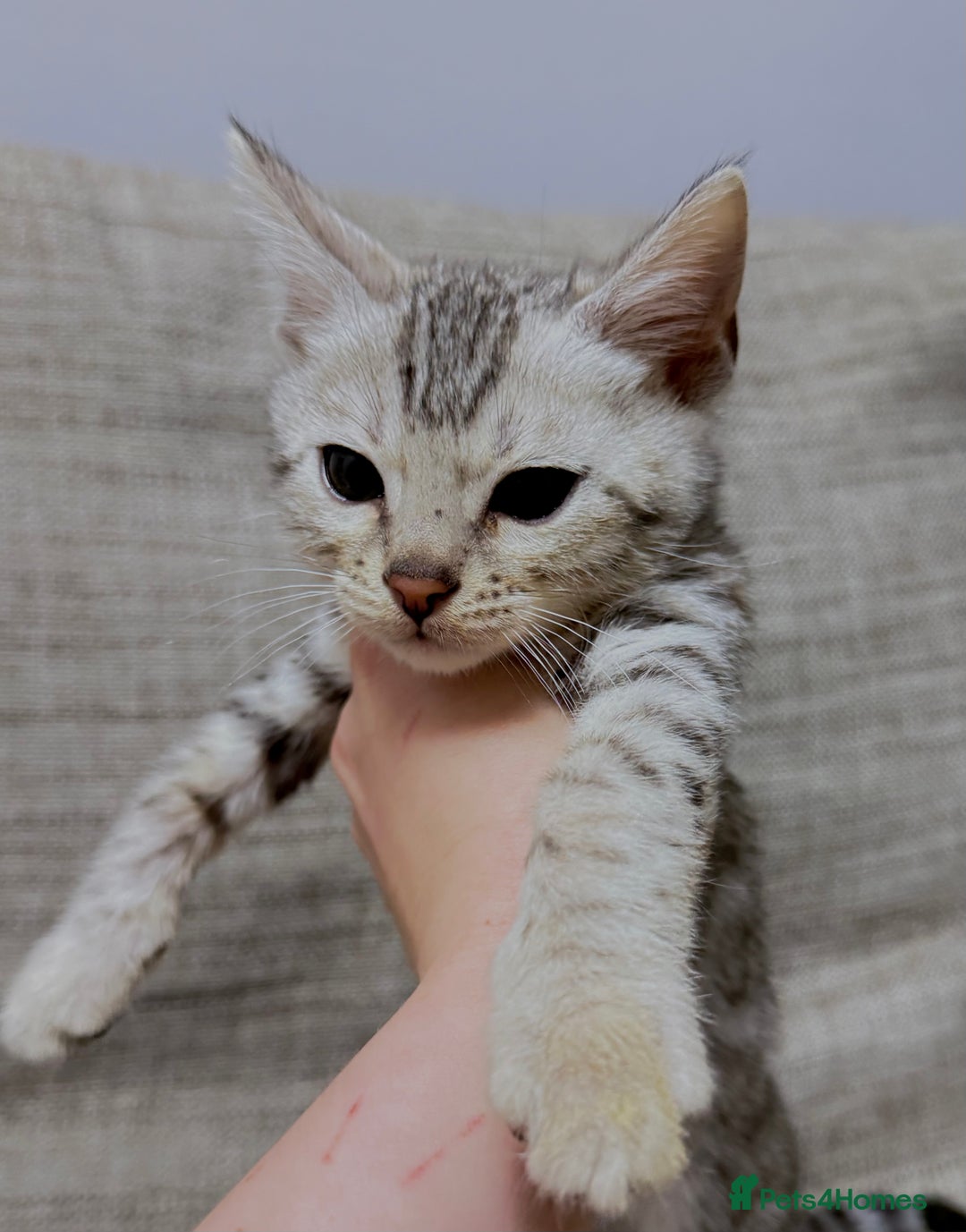 Bengal cats for sale: purebred Bengal kittens - Advert 11