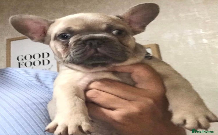 French Bulldog dogs - Advert 1