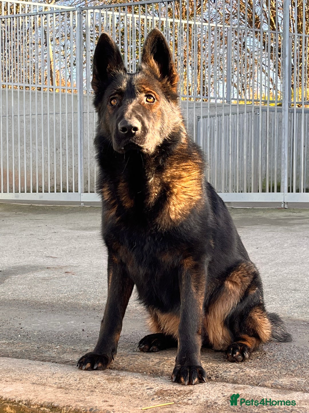 German Shepherd dogs for sale: KC Reg bitch Family Dog - Advert 3