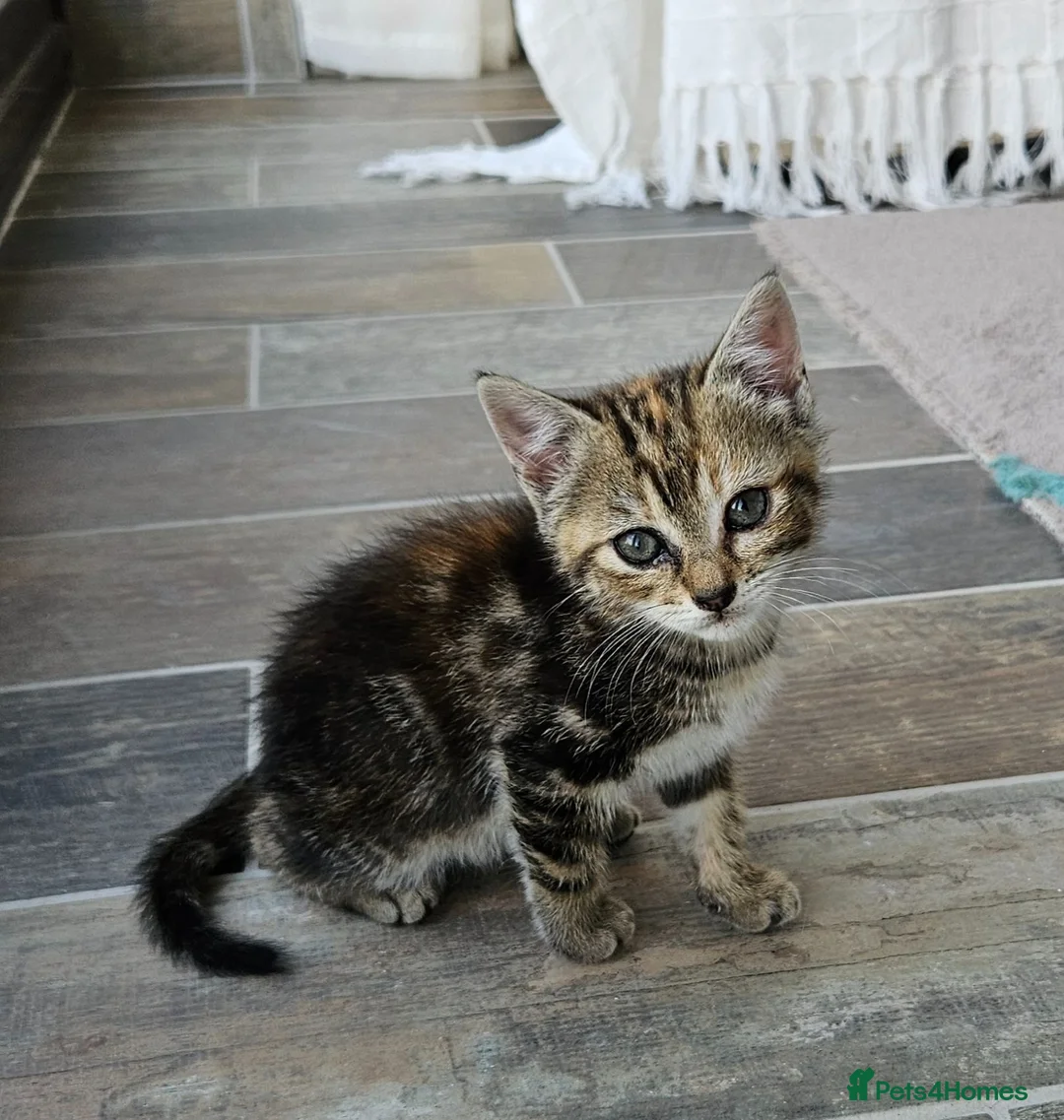 Mixed Breed cats for sale: Tortoishell female kitten 10 weeks - Advert 2