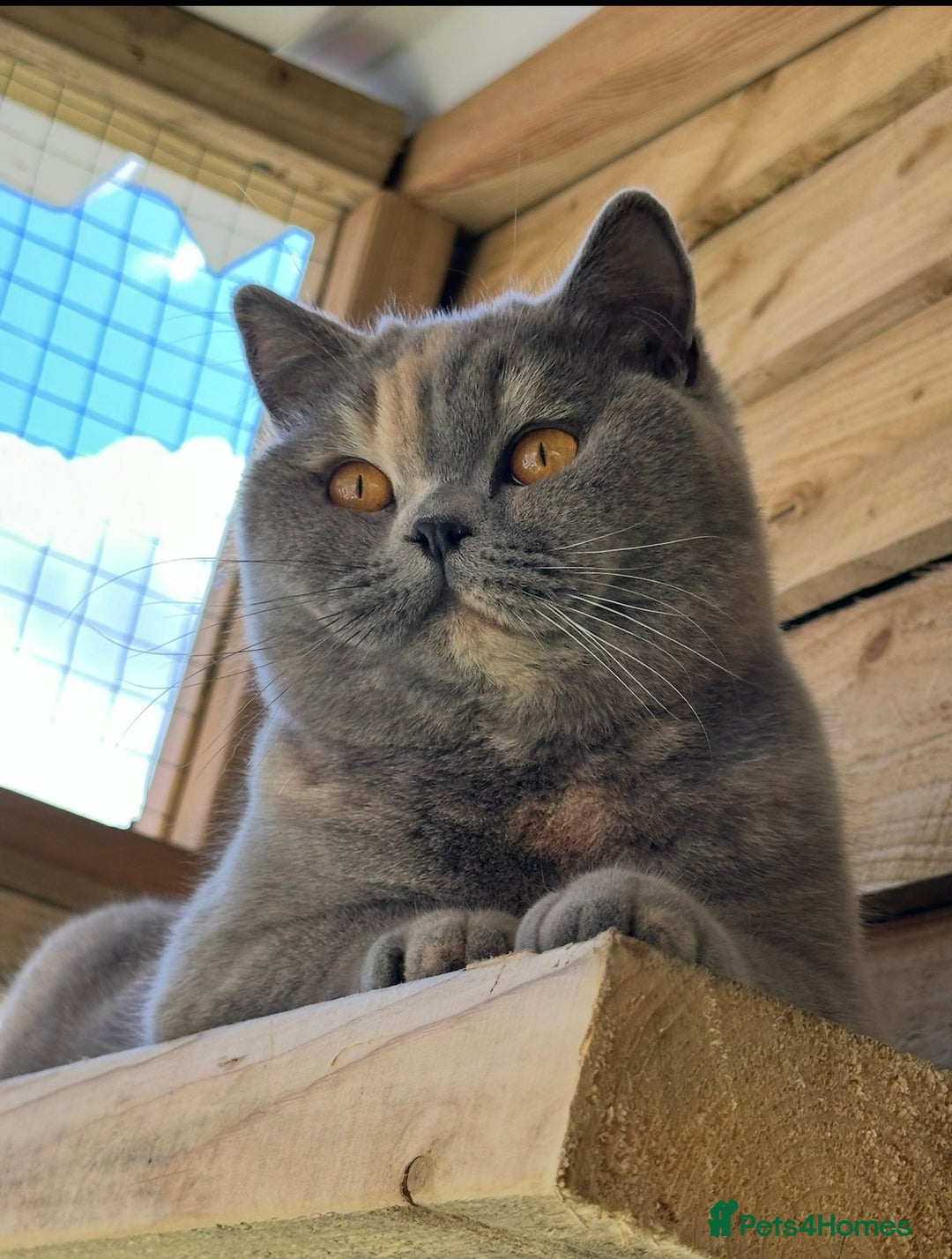 British Shorthair cats for sale: Retired girl - Image 2